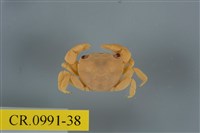 藏品(平背蜞)的圖片